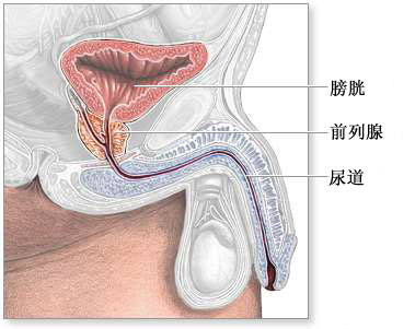 前列腺