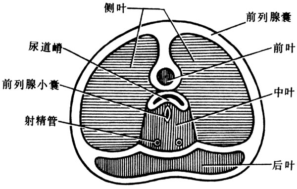 射精管