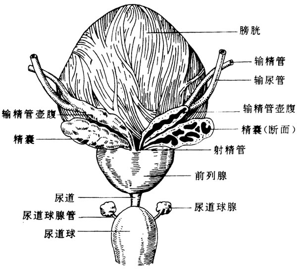 精囊