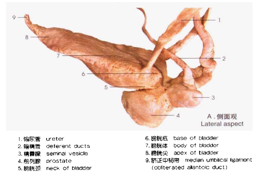 前列腺位置图