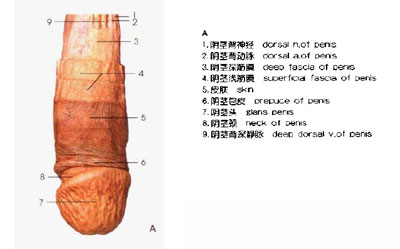 阴茎细节图