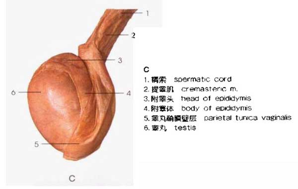 睾丸与附睾