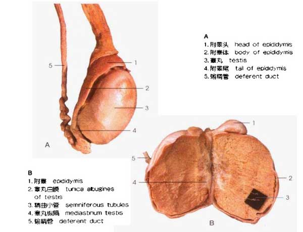 睾丸与附睾1