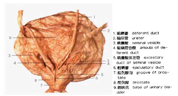 前列腺沟