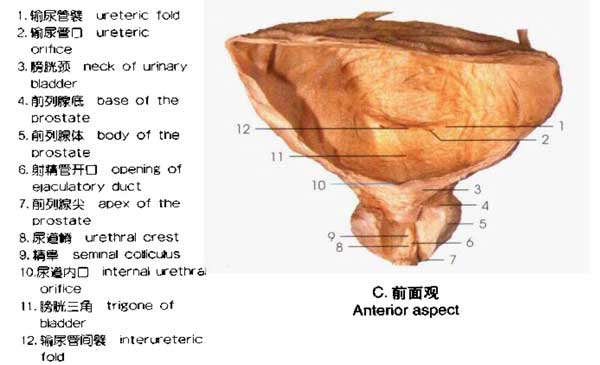 前列腺体