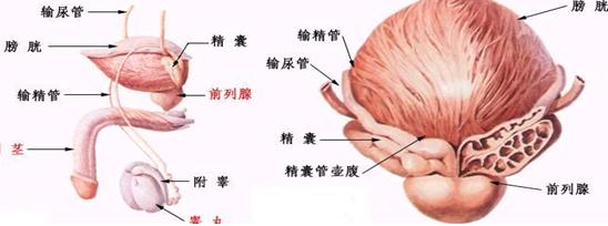 前列腺生理图片