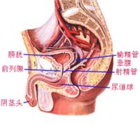 六盘水男家医院治疗前列腺钙化最好