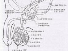 逆行射精的治疗